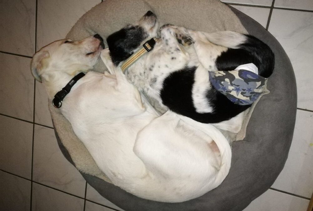 Vorsorge – Gesundheitsprobleme erkennen und beheben, bevor sie akut werden