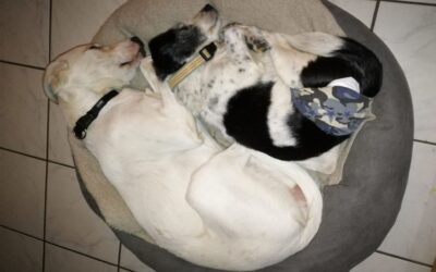 Vorsorge – Gesundheitsprobleme erkennen und beheben, bevor sie akut werden