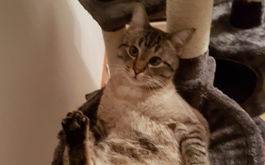 Der verschwundene Mio: Von der ängstlichen Kratzbürste zu einem verschmusten Stubentieger